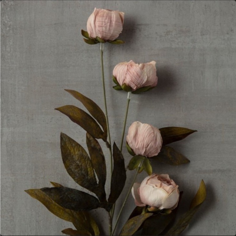 VIRAL Ashland Peony Stems – 8 TAN Stems| RARE | NEW with Tags